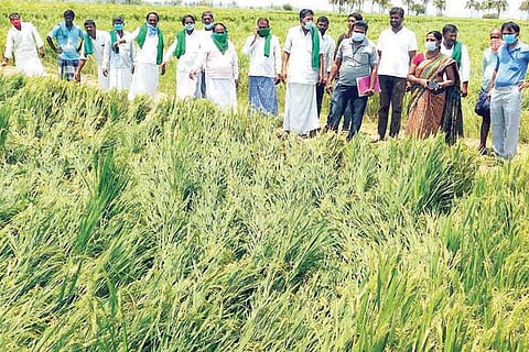 Kampli Paddy Crop Loss
