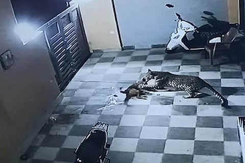 Leapord