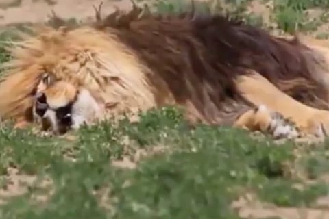 Lion Snore