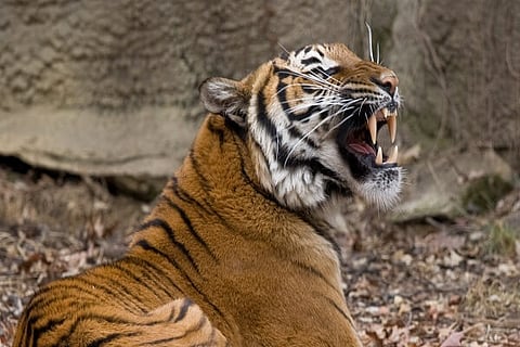 MalayanTiger 6 APR 20