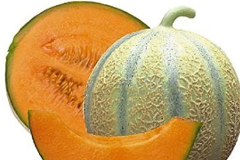Muskmelon