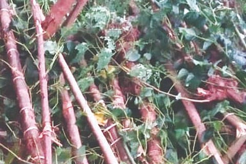 P PURA HAAANI 8 (1)