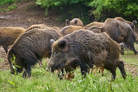 Pigs