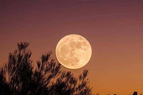 Pink Moon