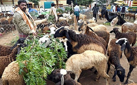 SHEEP 1