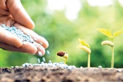 Seeds and Fertilizer