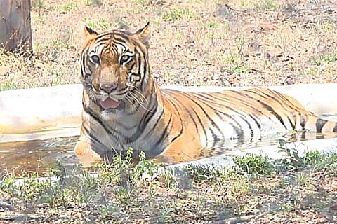 Tiger