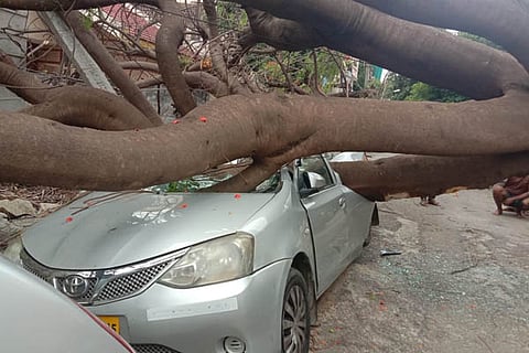 Tree Uproot