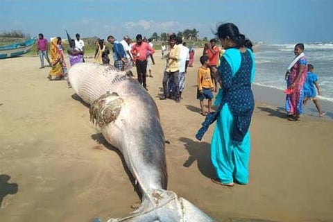 Whales
