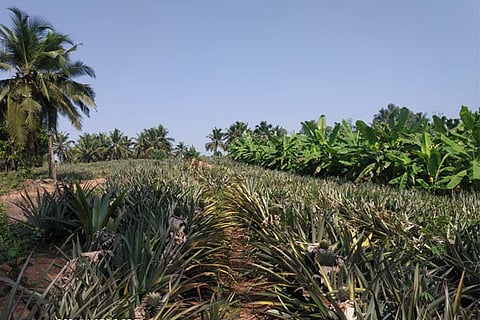 ananas