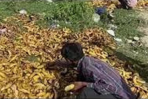 banan new