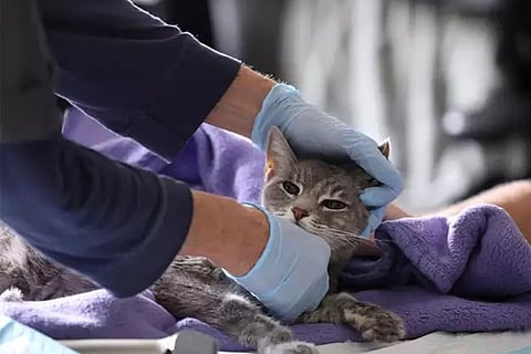 cat