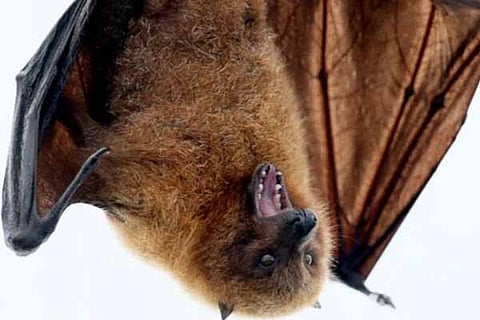 corona bat