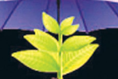 crop insurance