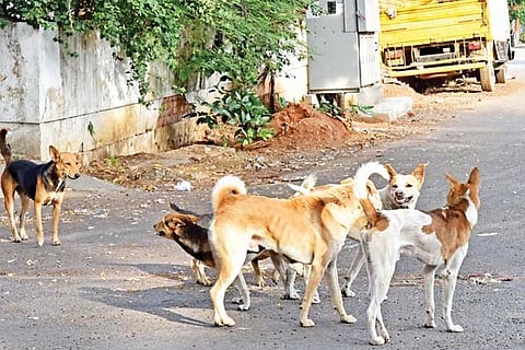 dogs 10 april 20