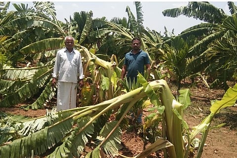 dvg banana apr 19