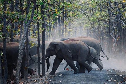 elephant april 97 20