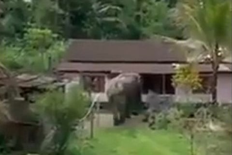 elephant assam