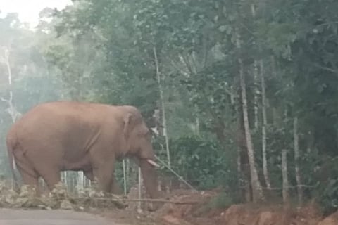 elephant