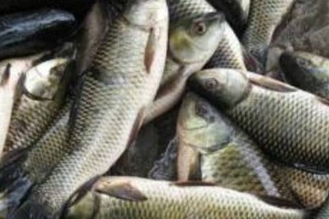 fish