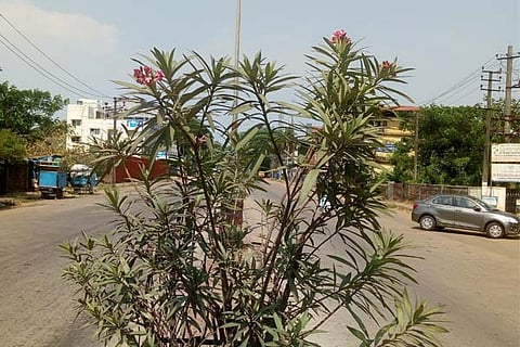 flower new