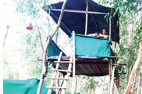forest house