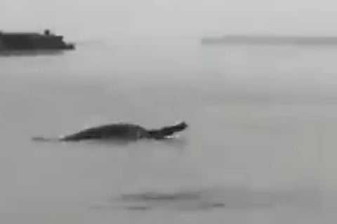 ganges river dolphin