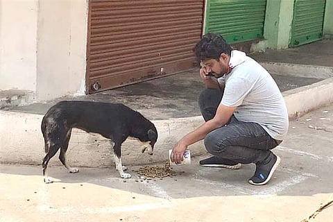 h26-street dog 8