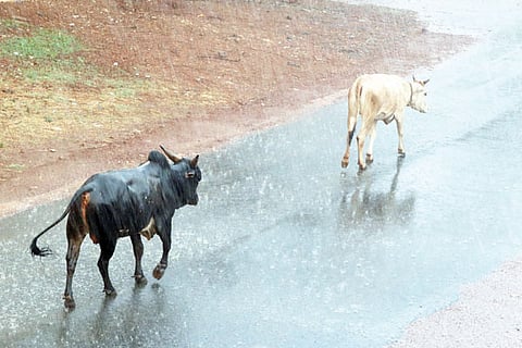 h4-Rain 1