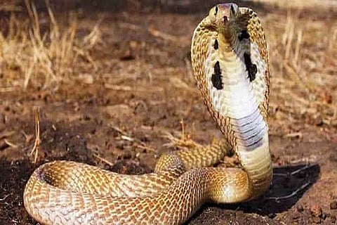 indian-cobra 2 APR 20