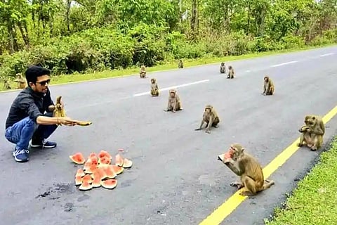 monkey