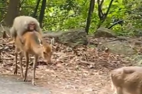 monkey april 20