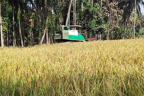 paddy
