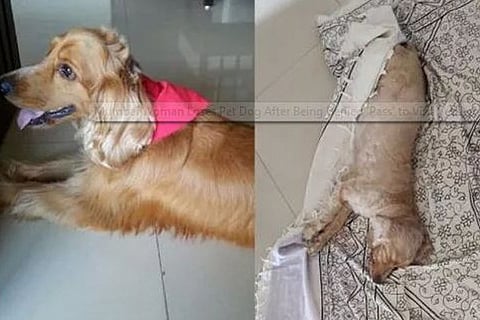 pet diade