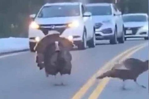 turkey burd