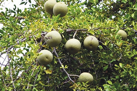 wood apple