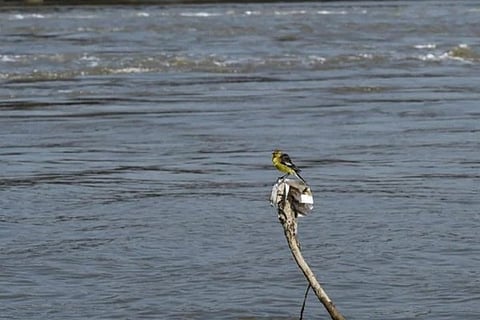 yamuna river apri