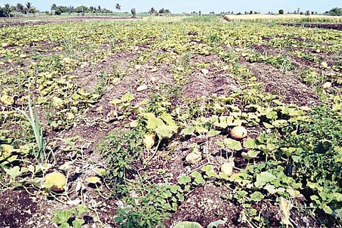 14KOKATANUR1-Web