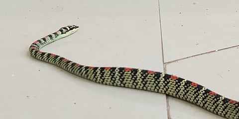 15hos2p snake