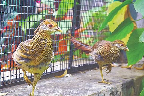 ADU MALLESWARA ZOO (8)