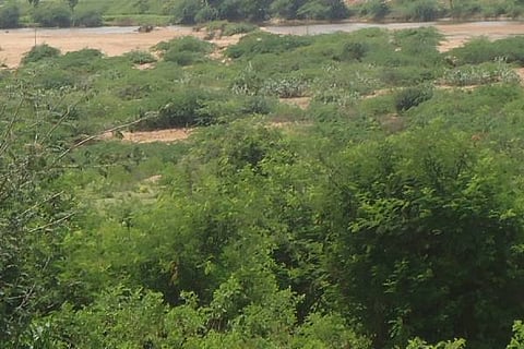 ARANYA
