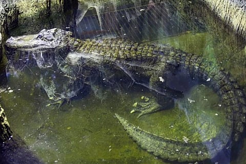 Alligator JPG