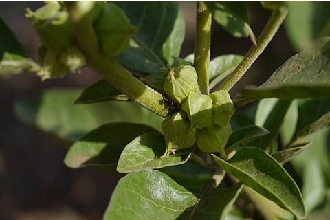 Ashwagandha
