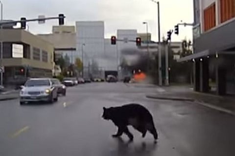 Bear 28 nmay 20