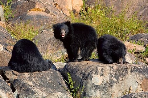 Bears 27 MAY 20