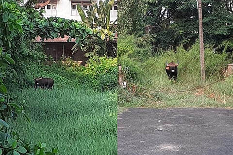 Bison Mangaluru