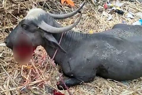 Buffalo