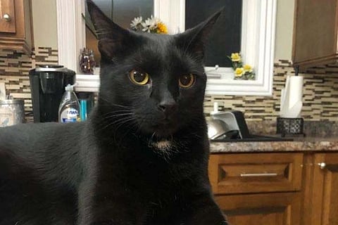 Cat 1 may 20