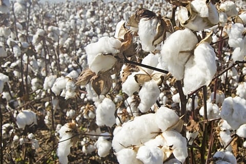 Cotton
