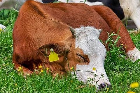 Cow 24 May 20